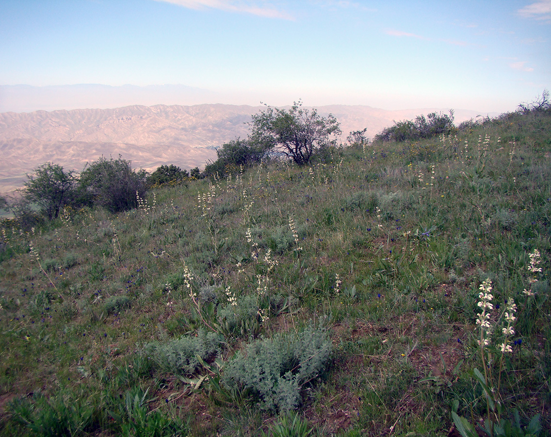 Image of Phlomoides ajdarovae specimen.