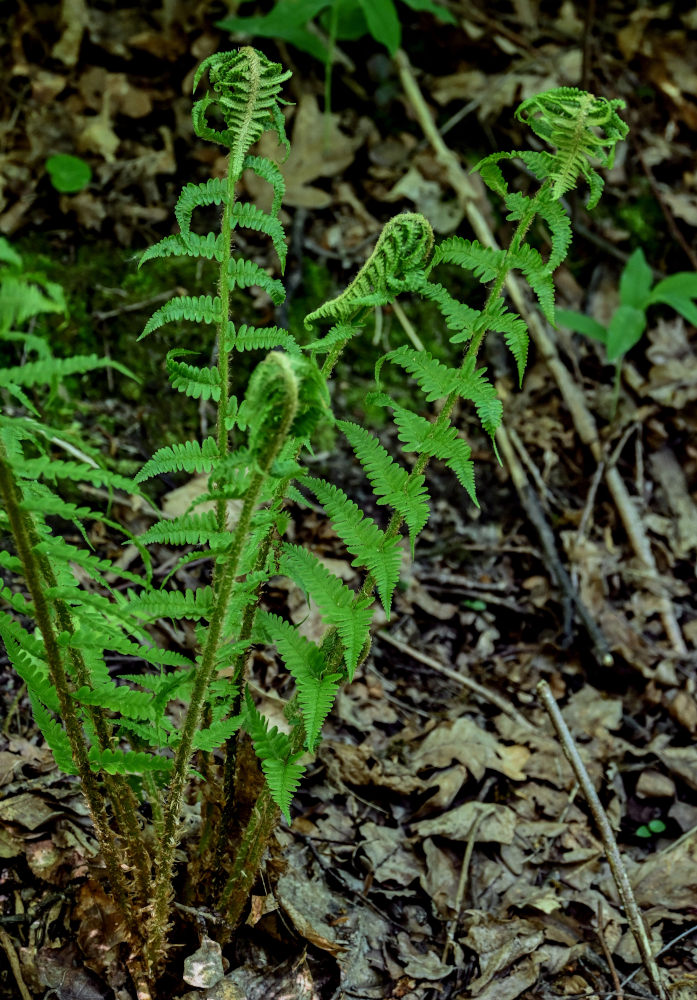 Image of Dryopteris filix-mas specimen.