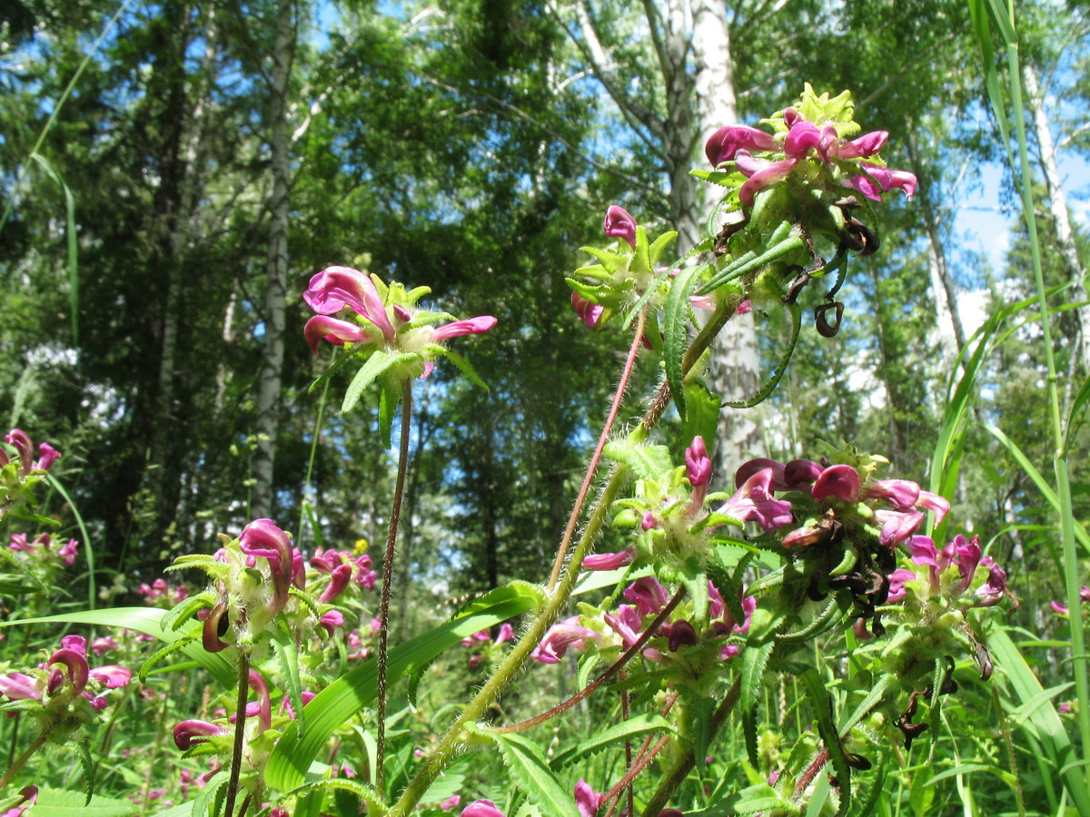 Изображение особи Pedicularis karoi.