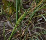 Setaria viridis