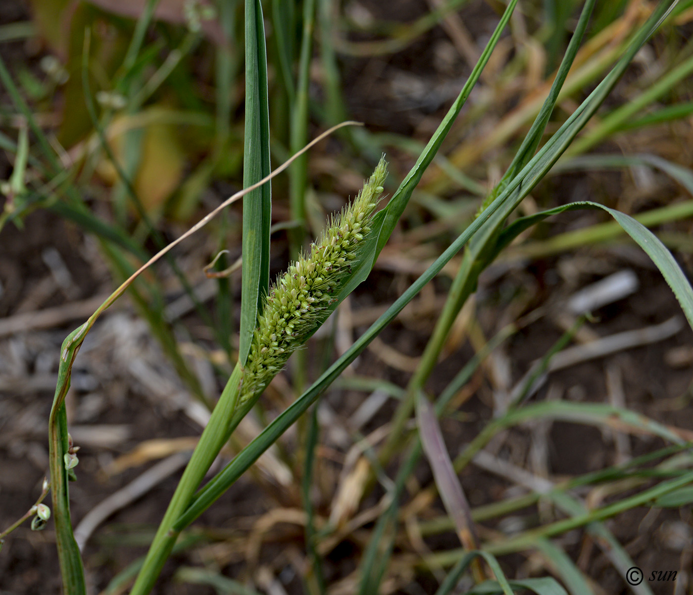 Изображение особи Setaria viridis.