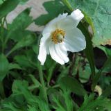 Anemone sylvestris. Цветок вторичного цветения. Ульяновск, Заволжский р-н, придомовой цветник. 19.08.2024.