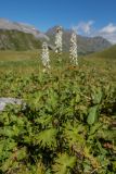 Aconitum orientale. Цветущие растения. Карачаево-Черкесия, Урупский р-н, долина р. Восточная Ацгара, субальпийский луг. 09.08.2024.