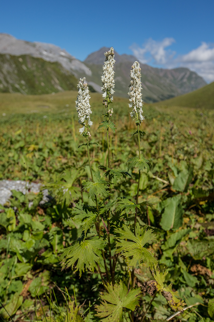 Image of Aconitum orientale specimen.