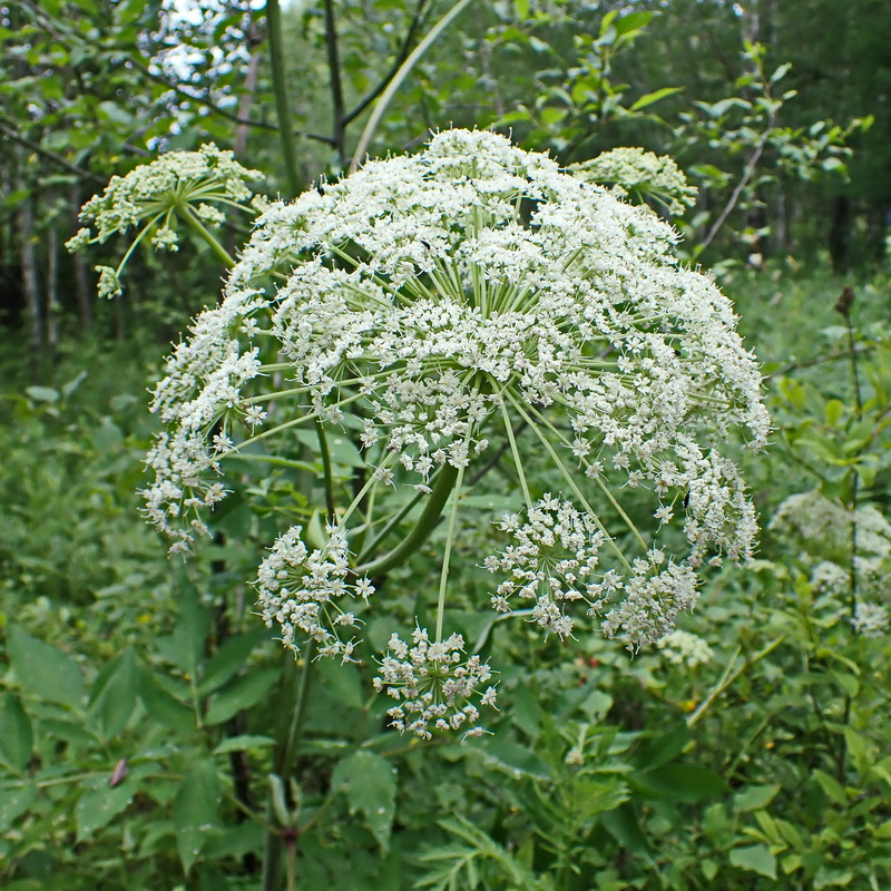 Image of Angelica dahurica specimen.