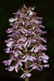 Orchis purpurea. Соцветие. Республика Крым, г/о Судак, окр. пгт Щебетовка, грабинник по дну балки Коз-Йол, выс. 170 м н.у.м. 25 апреля 2024 г.