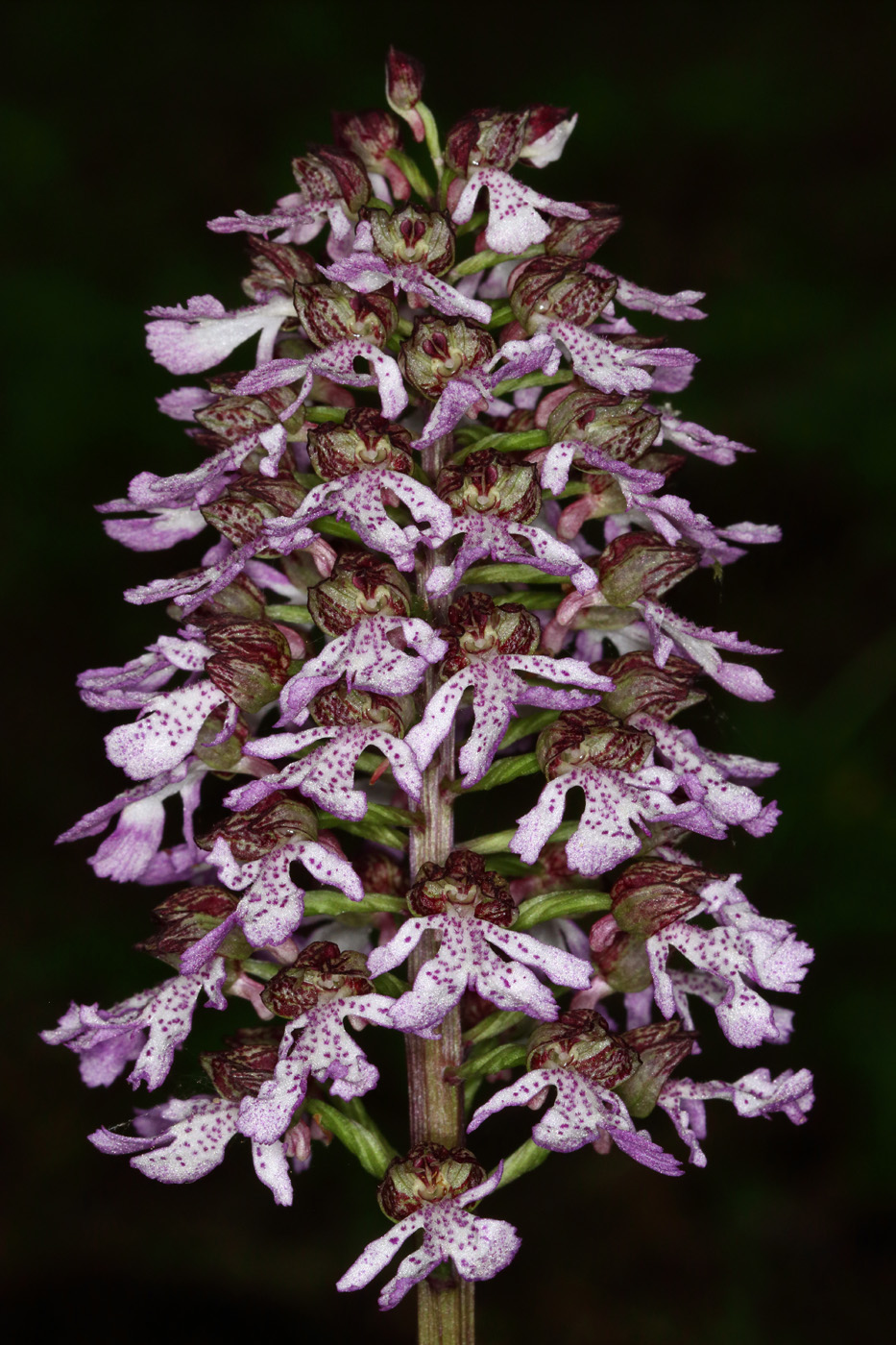 Image of Orchis purpurea specimen.