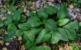 Pulmonaria obscura