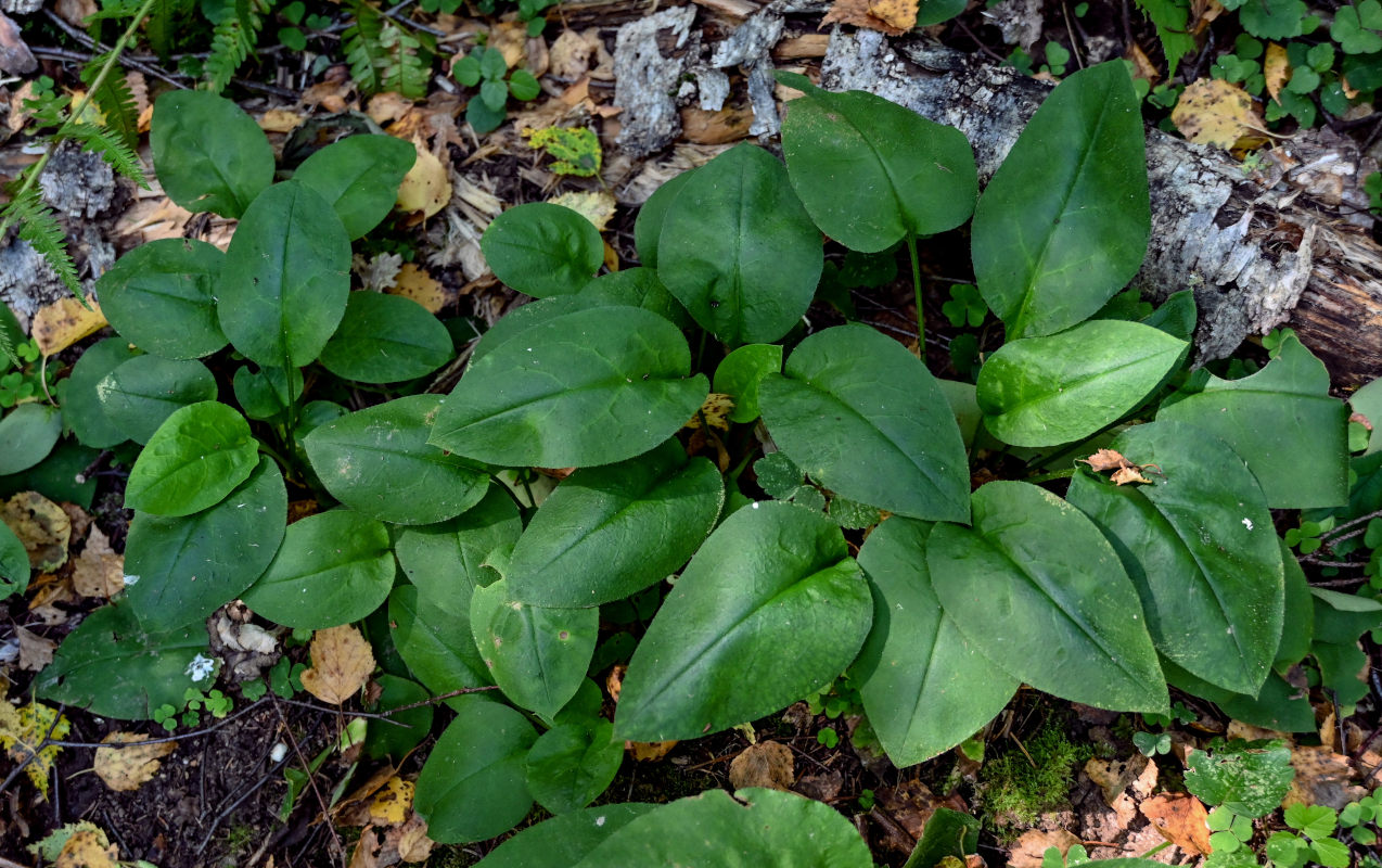 Image of Pulmonaria obscura specimen.