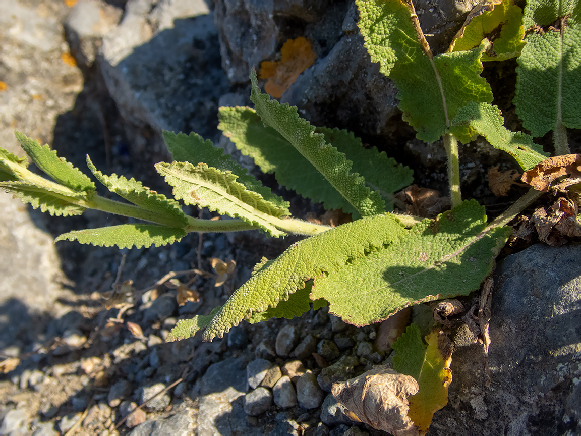 Изображение особи Salvia tesquicola.