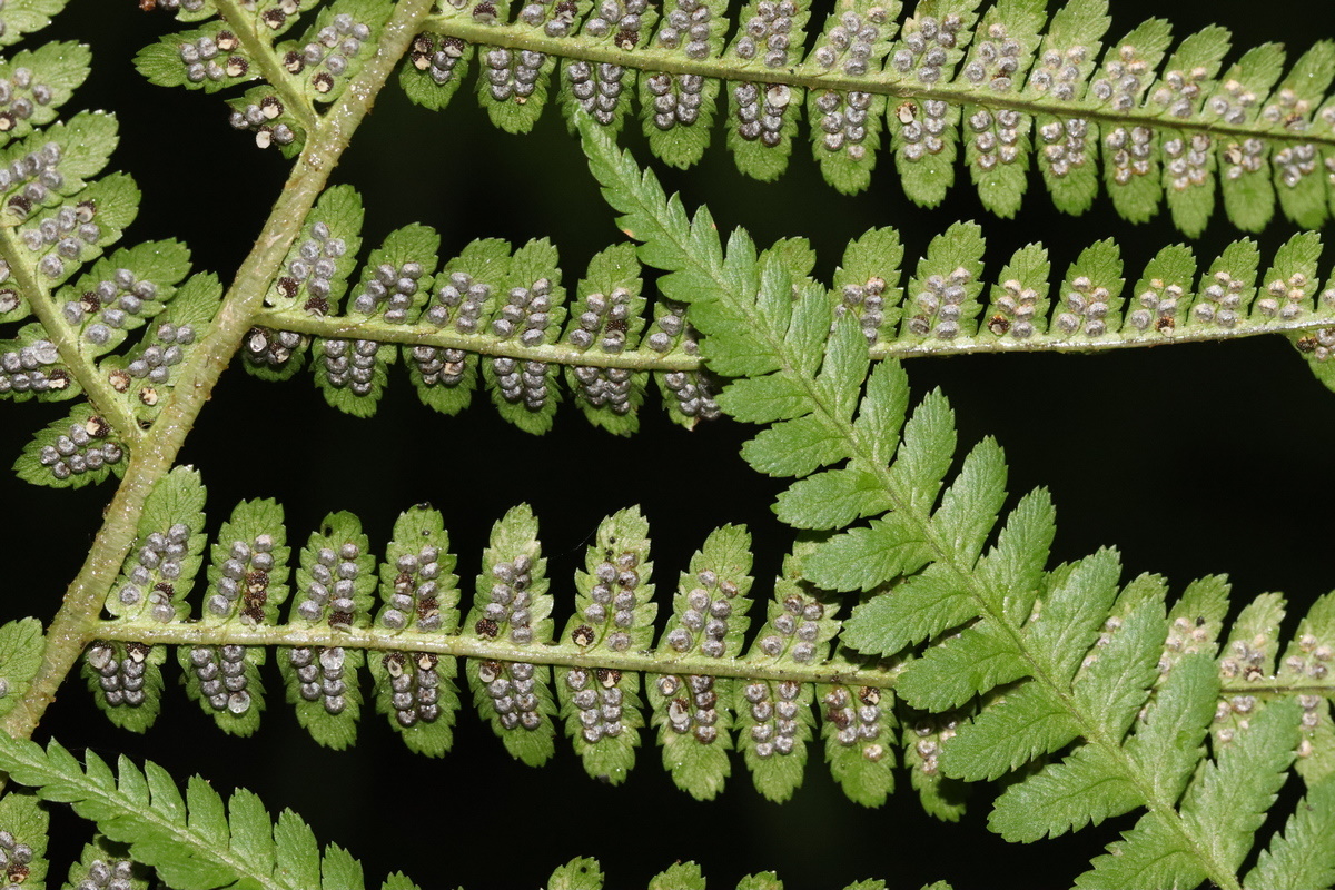 Image of Dryopteris filix-mas specimen.