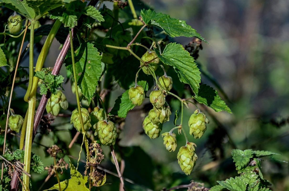 Image of Humulus lupulus specimen.