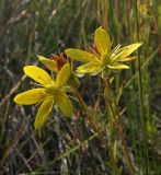 Saxifraga hirculus