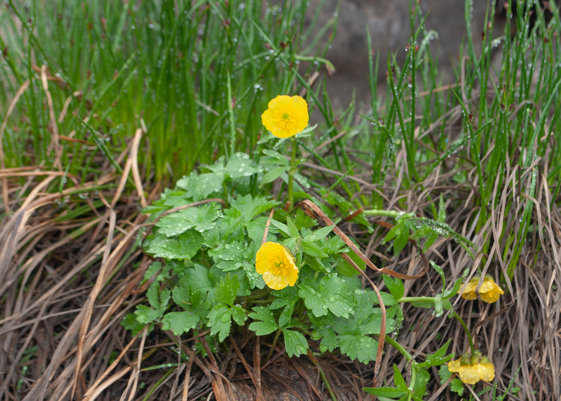 Image of Ranunculus nivalis specimen.