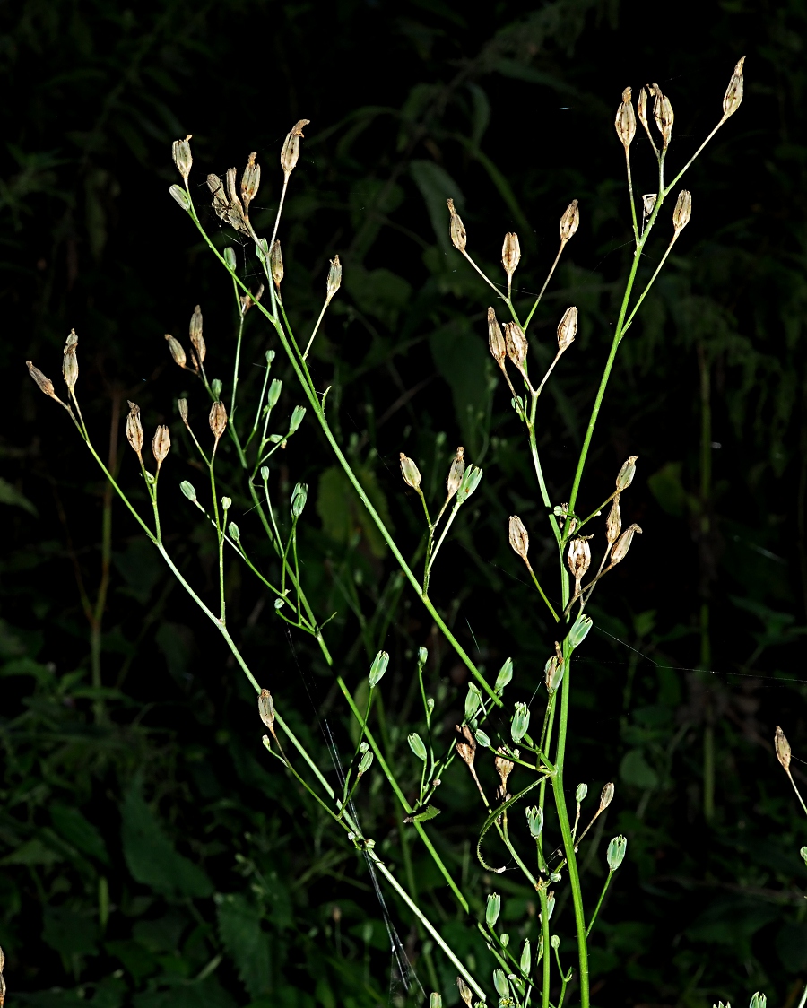 Изображение особи Lapsana communis.