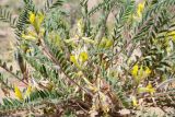 Astragalus rubtzovii. Прикорневая часть растения с соцветиями и основаниями листьев. Казахстан, Алматинская обл., Северный Тянь-Шань, дол. р. Кегень, пески Кум-Текей, ≈ 2000 м н.у.м., барханные пески. 26 июля 2024 г.