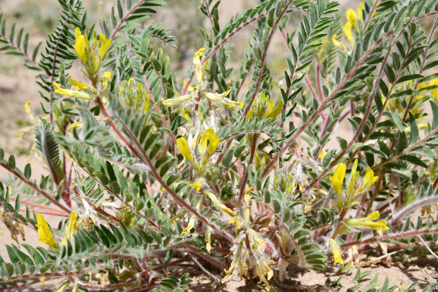 Изображение особи Astragalus rubtzovii.