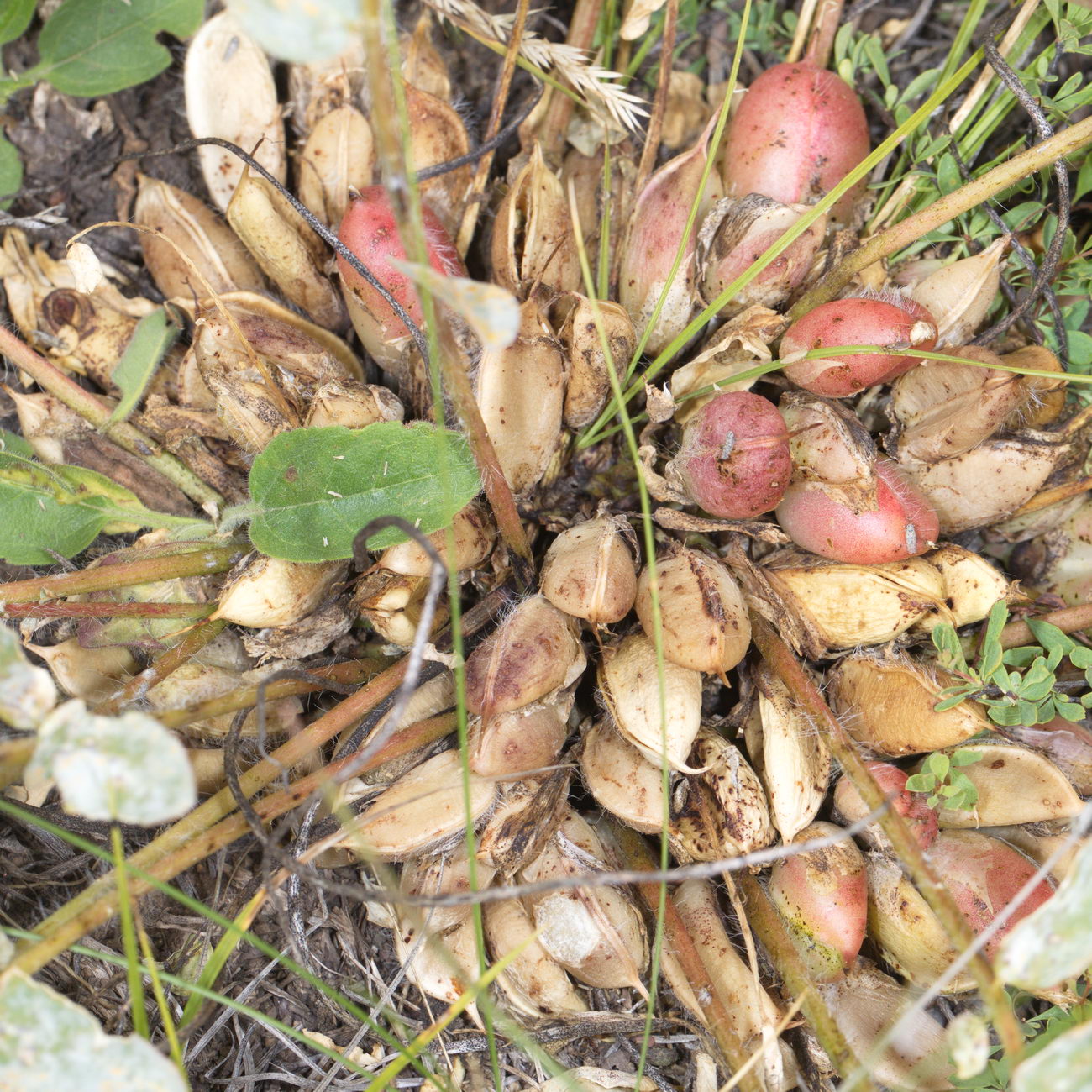 Изображение особи род Astragalus.