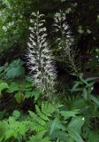Macropodium pterospermum