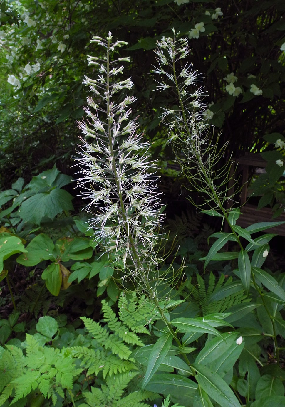 Изображение особи Macropodium pterospermum.