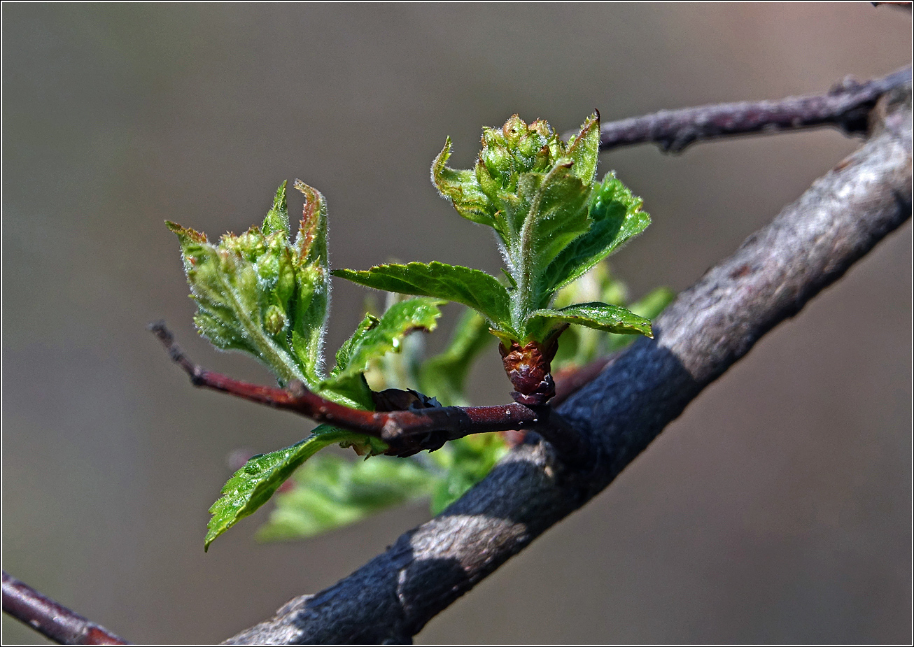 Image of genus Crataegus specimen.