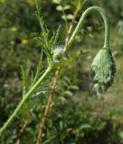 View full-size image Roemeria refracta