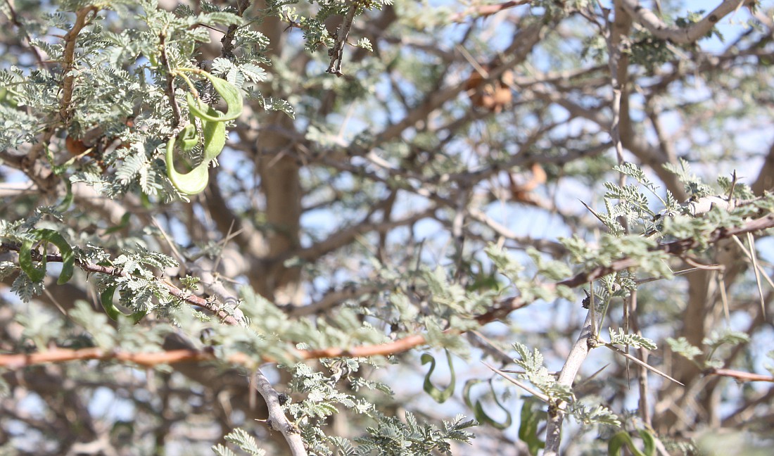 Image of Vachellia tortilis specimen.