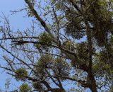 View full-size image Viscum album