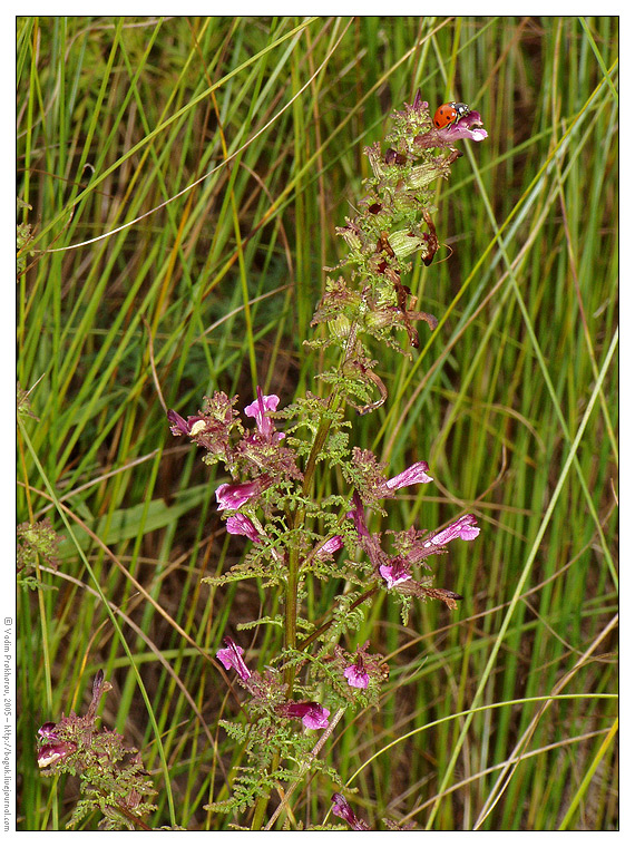 Image of Pedicularis palustris specimen.