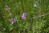 View full-size image genus Polygala