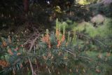 View full-size image genus Pinus