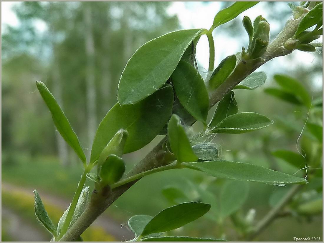 Изображение особи Chamaecytisus ruthenicus.