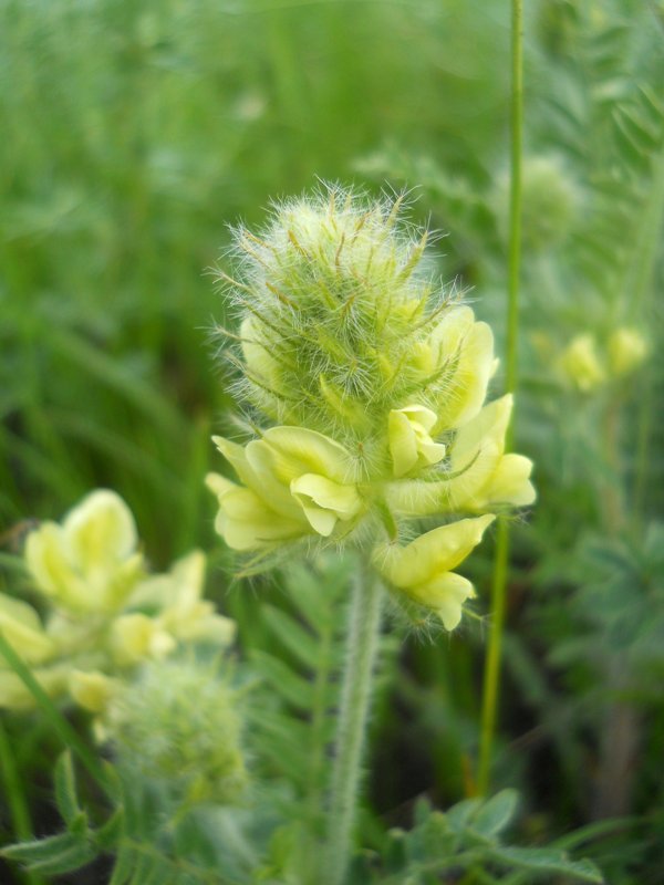 Изображение особи Oxytropis pilosa.