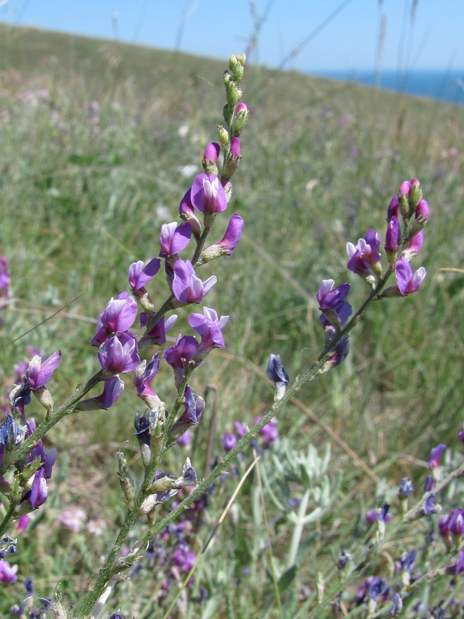 Изображение особи Astragalus tauricus.