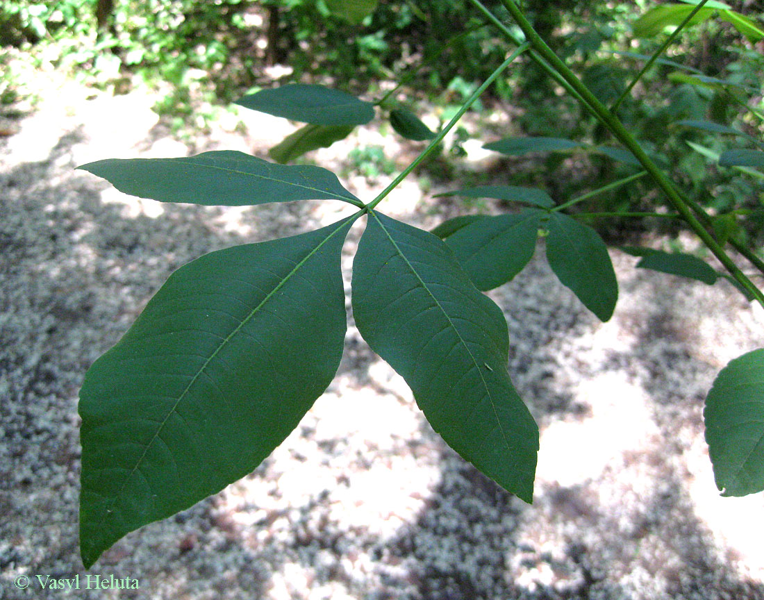 Изображение особи Ptelea trifoliata.