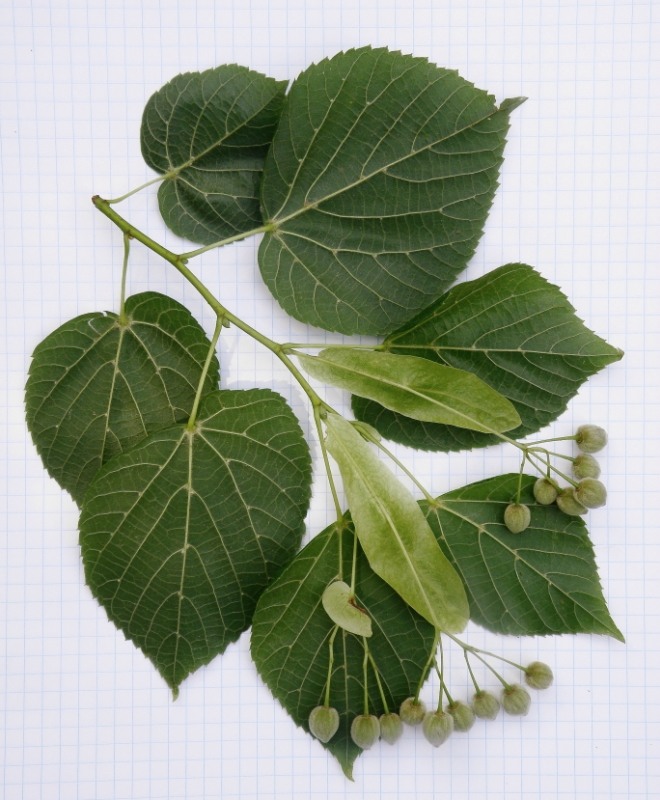 Изображение особи Tilia cordifolia.