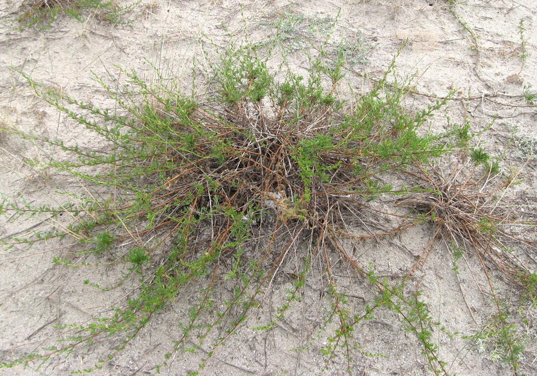 Изображение особи Artemisia arenaria.