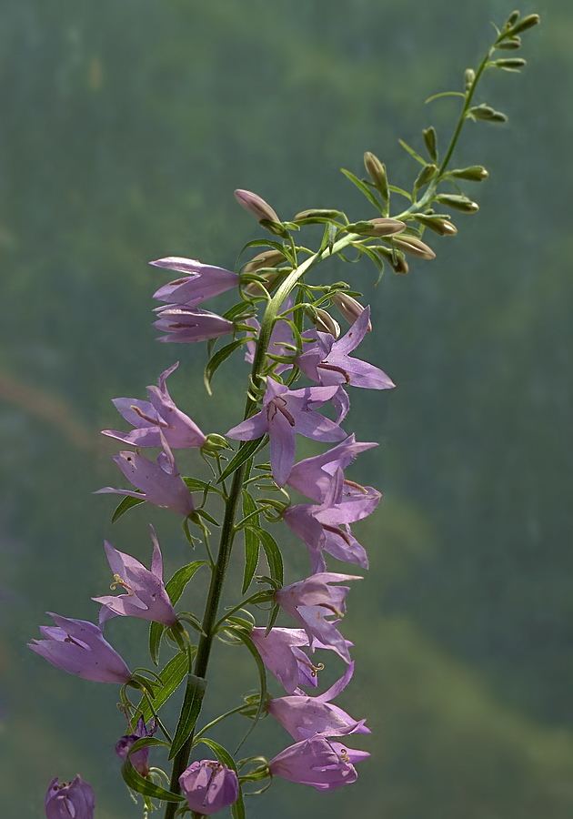 Image of Campanula rapunculoides specimen.