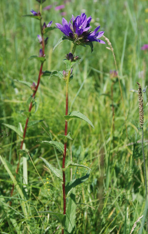 Image of Campanula glomerata specimen.