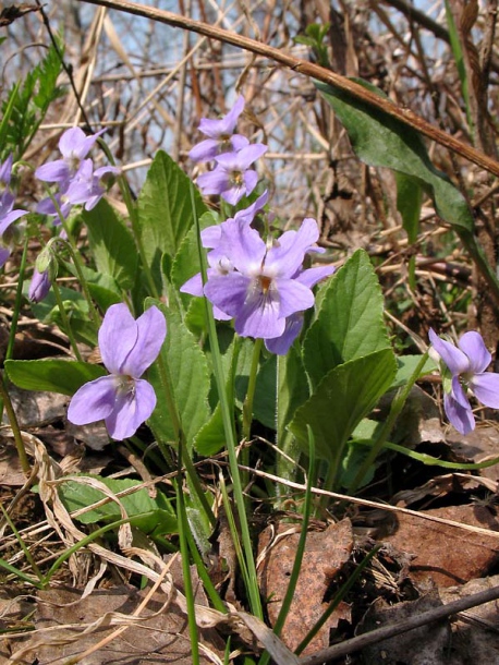 Изображение особи Viola hirta.