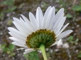 Leucanthemum ircutianum. Соцветие. Свердловская обл., окр. г. Североуральск, опушка сосново-елового леса близ известнякового карьера. 24.06.2011.