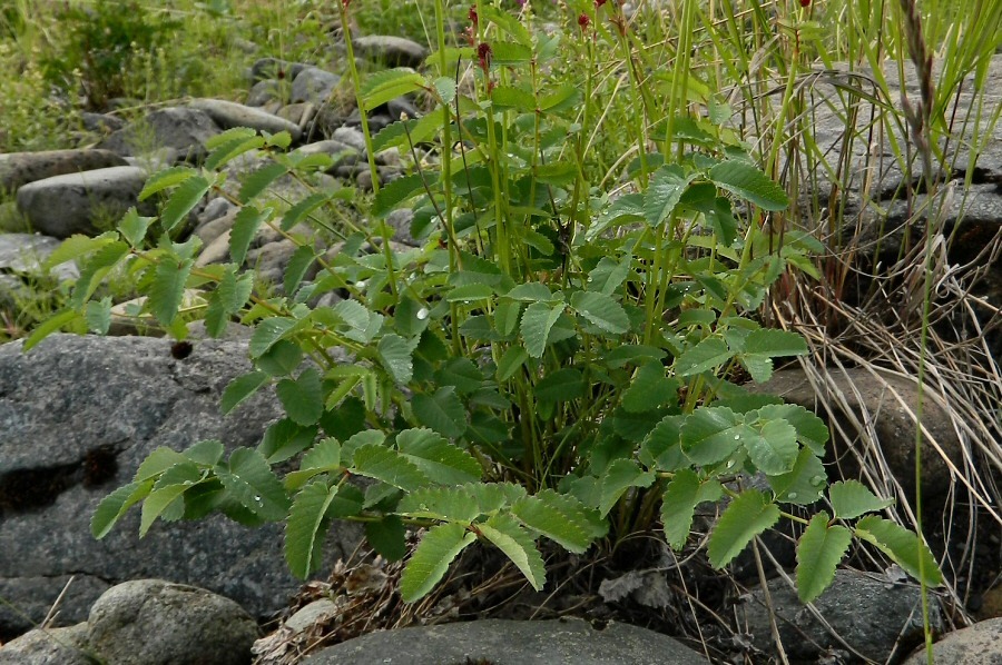 Image of Sanguisorba officinalis specimen.