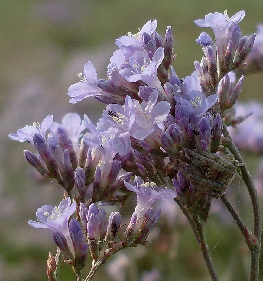 Image of Limonium scoparium specimen.