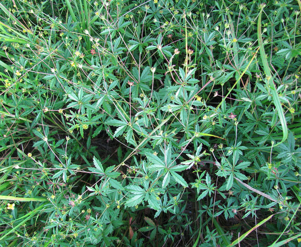 Image of Potentilla erecta specimen.