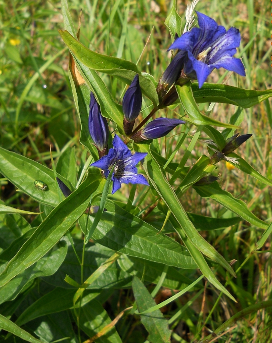 Image of Gentiana asclepiadea specimen.