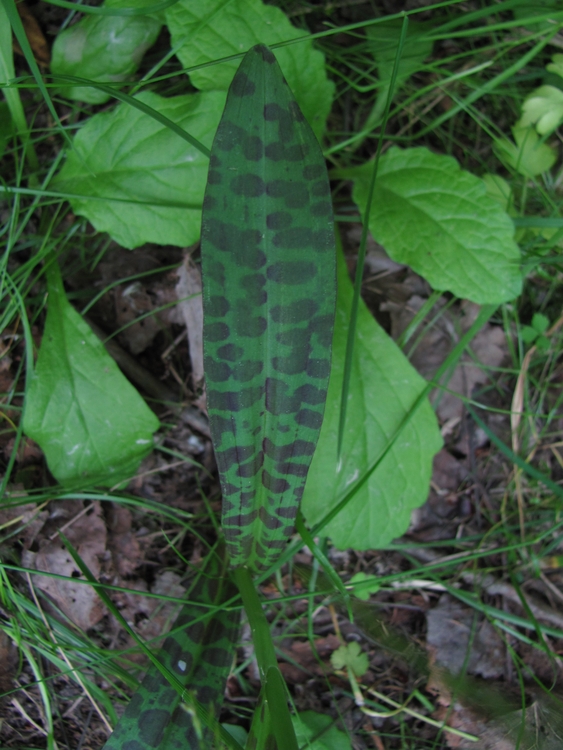 Image of Dactylorhiza fuchsii specimen.