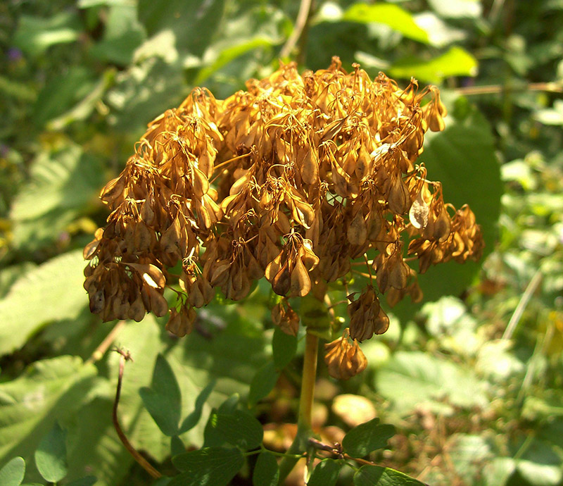 Image of Thalictrum aquilegiifolium specimen.