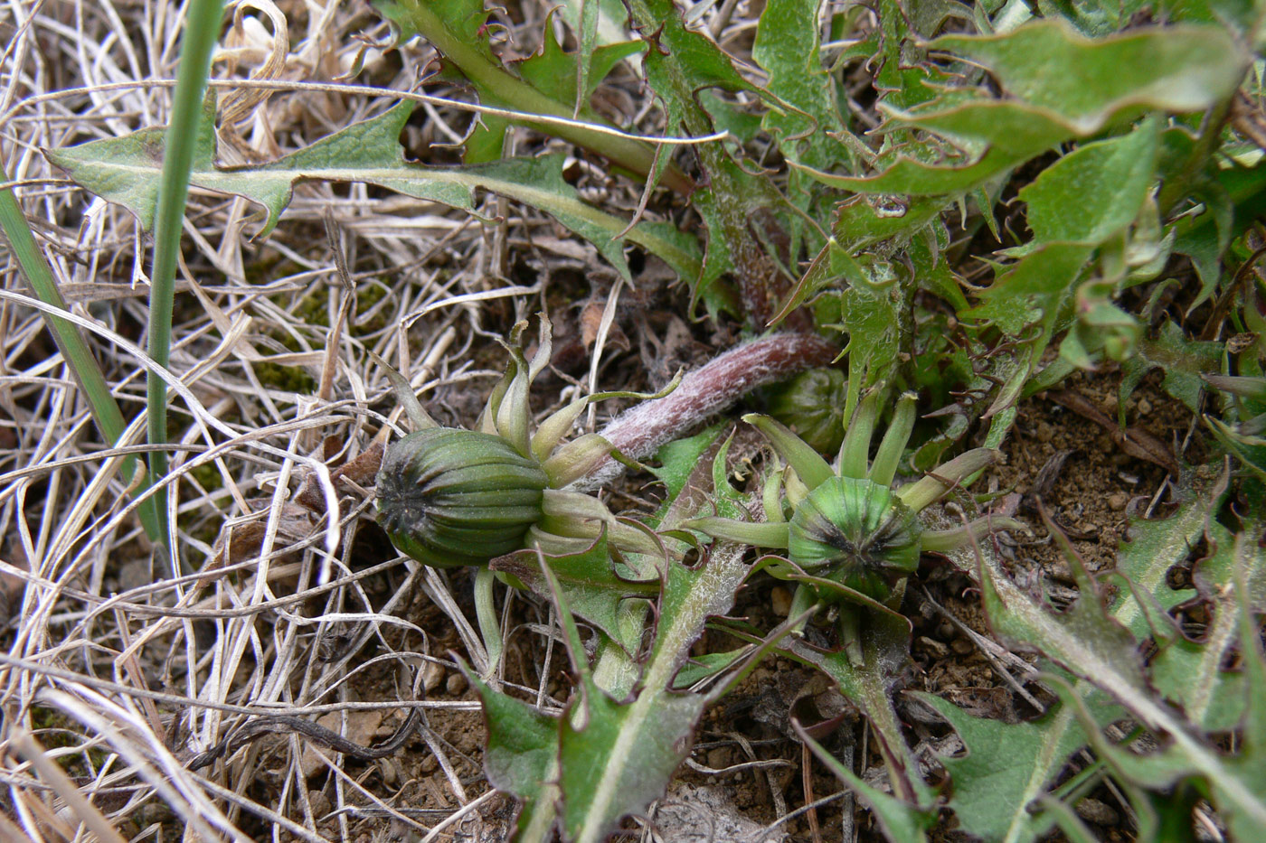 Image of Taraxacum assurgens specimen.