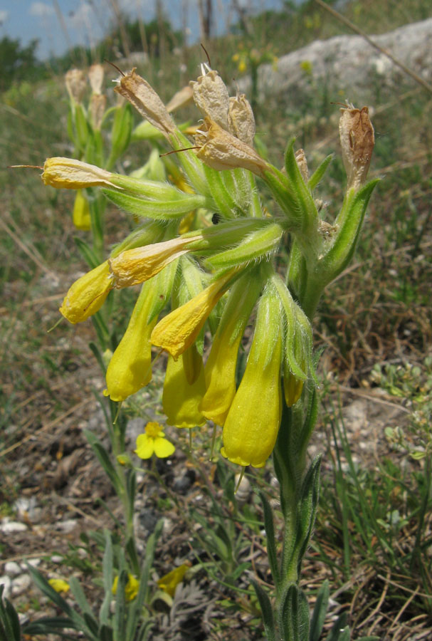 Изображение особи Onosma taurica.