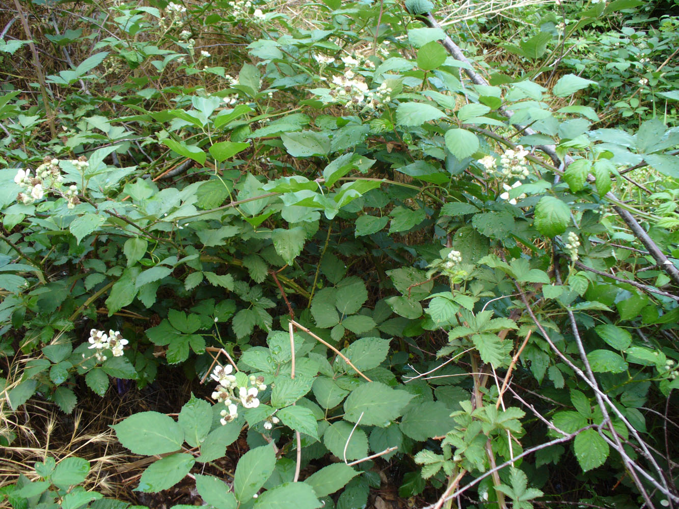 Image of genus Rubus specimen.